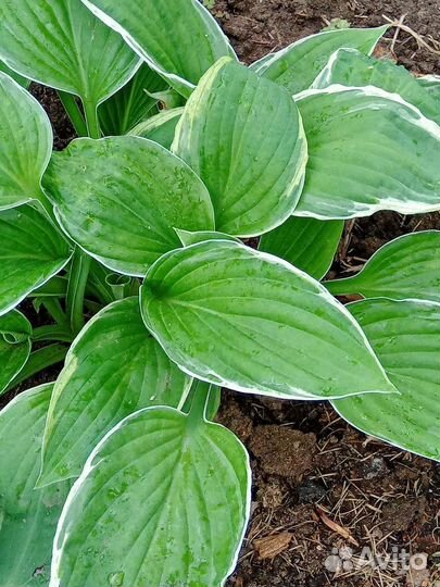 Многолетние растения