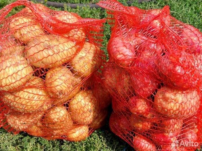 Продам картофель