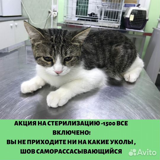 Ветеринарный врач ветврач вызов ветврача