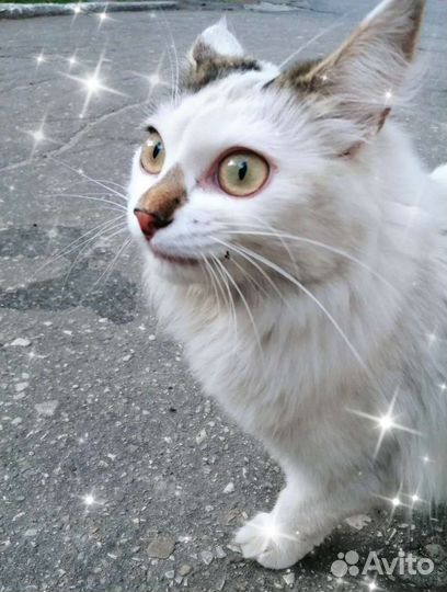 Кошка-потеряшка