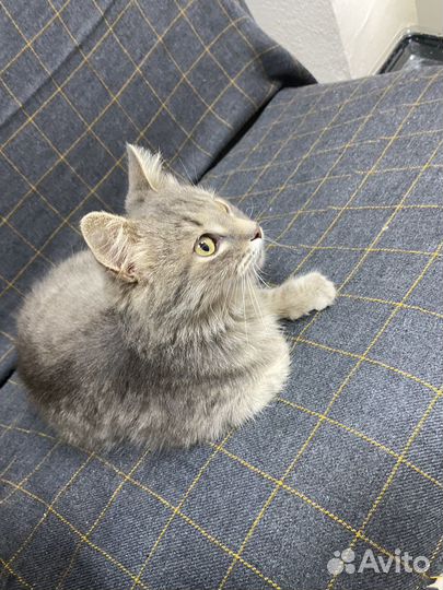 Кот в добрые руки