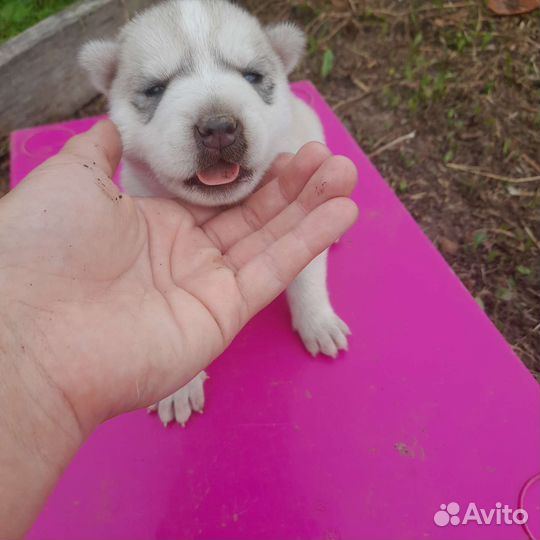 Щенок хаски