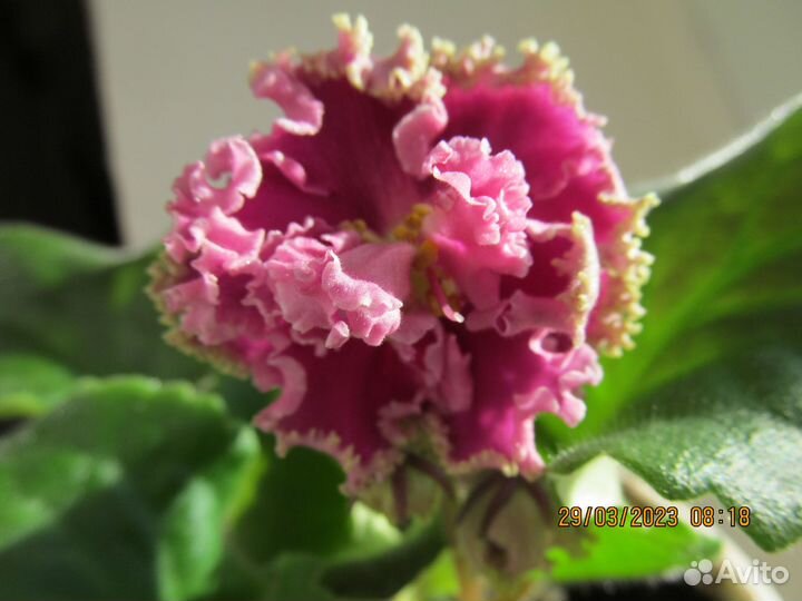 Фиалки сортовые