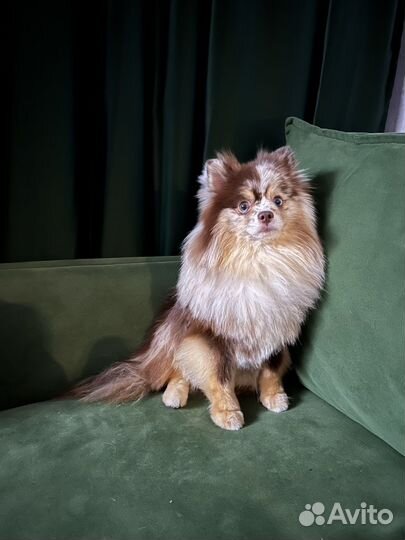 Немецкий шпиц вязка