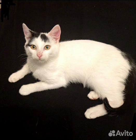 Котенок красивй ласковый в добрые руки