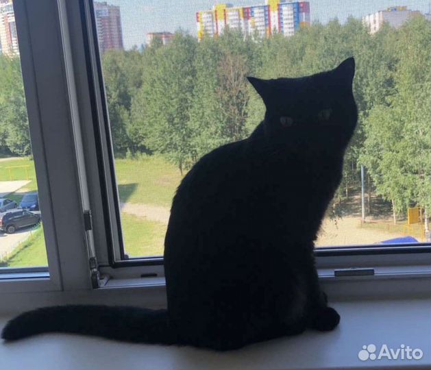 Отдам в добрые руки