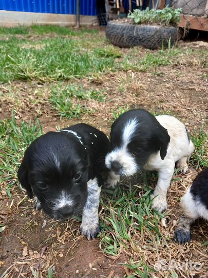 Щенки русского охотничего спаниеля