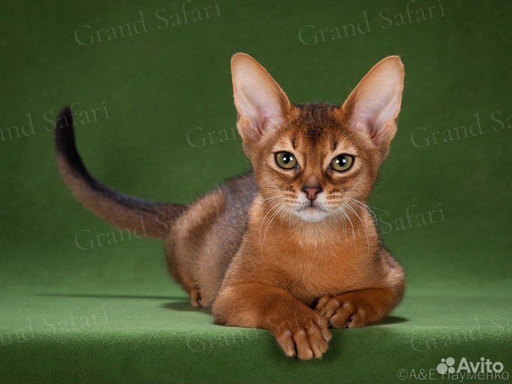 Лучшие в мире абиссинские котята с гентестами