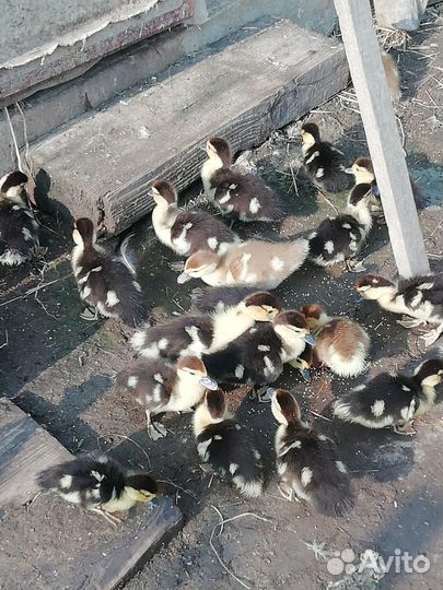 Мускусные утята (индоутята)