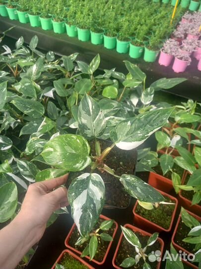 Филодендроны