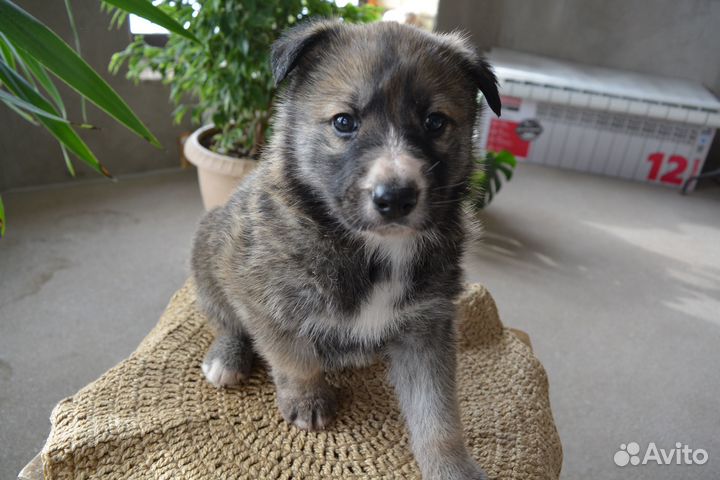 Щенки овчарки