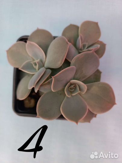 Суккуленты