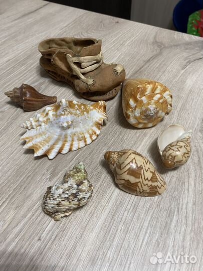 Ракушка морская