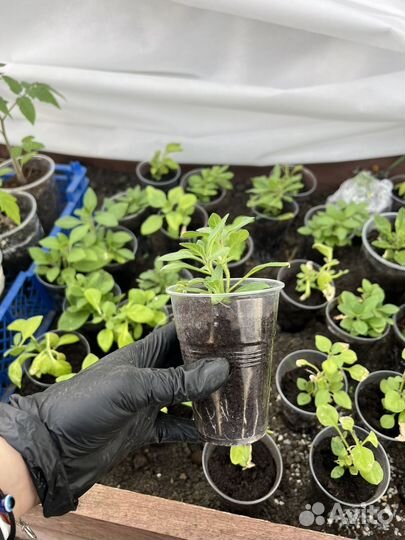 Петуния ампельная