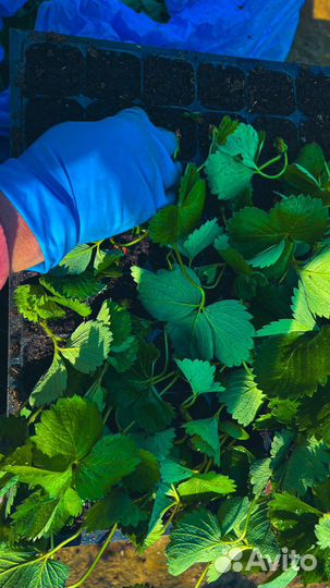 Рассада клубники