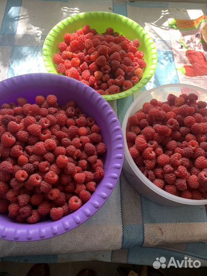 Саженцы малины