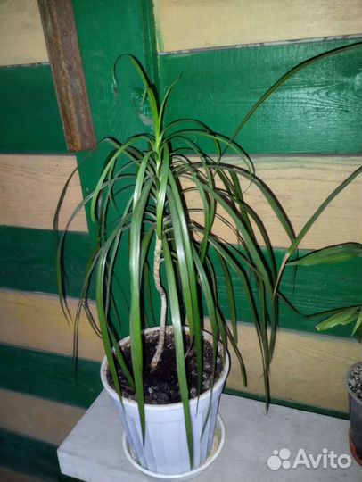 Пальма драцена