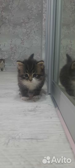 Британская кошка