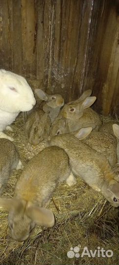 Крольчата Фландер