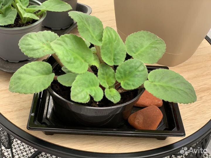 Фиалки белые и фиолетовые