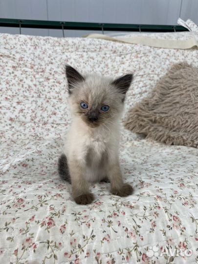 Котята, сиамские котята, черные котята