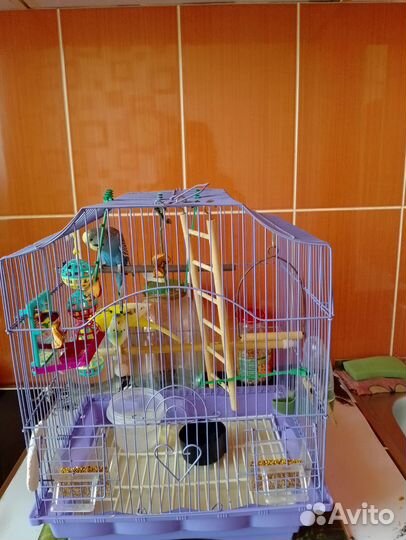 Продам попугаев волнистых,с клеткой
