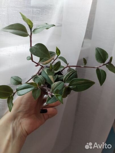 Традесканция (разные виды). Часть2