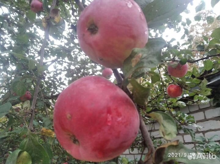 Яблоки звездочка