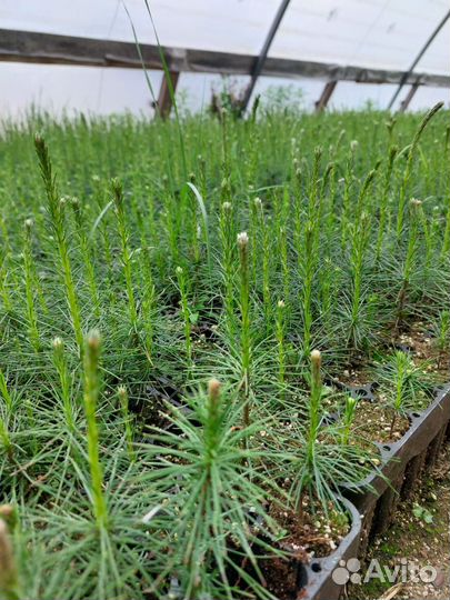 Саженцы ели европейской окс