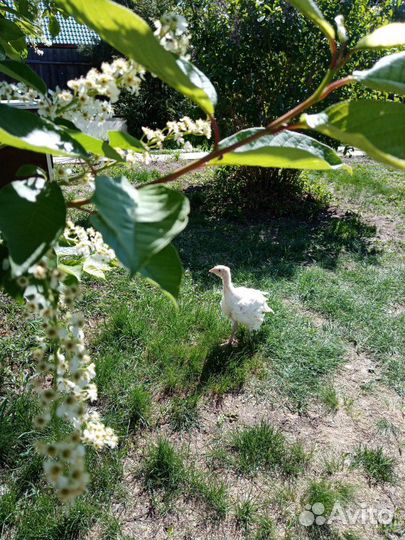 Индюк Хайбрид Конвертер (Канада)