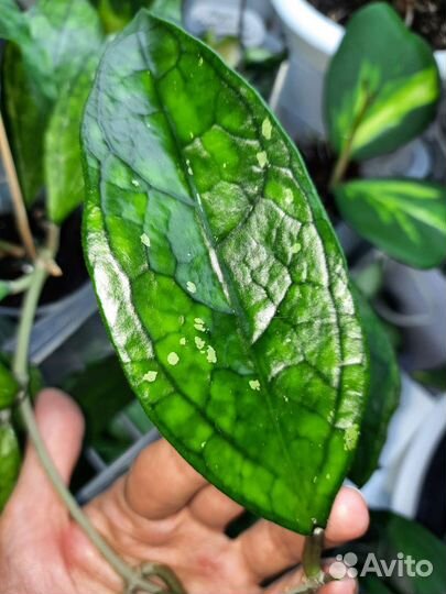 Хойи сортовые