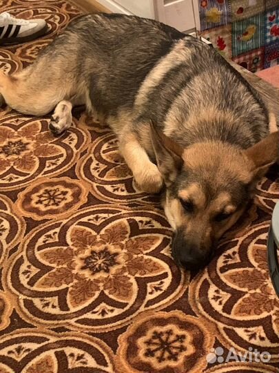 Отдам в добрые руки или на передержку