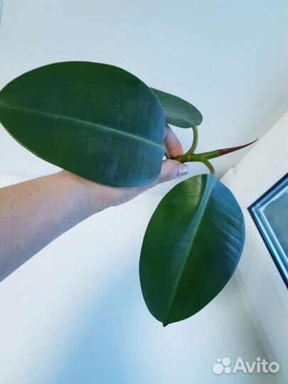 Фикус каучконосный