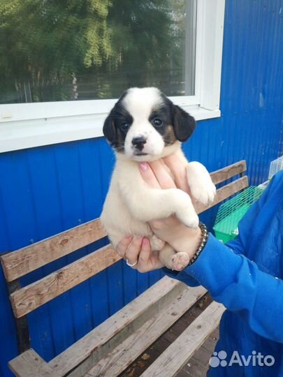 Пандочки в добрые руки