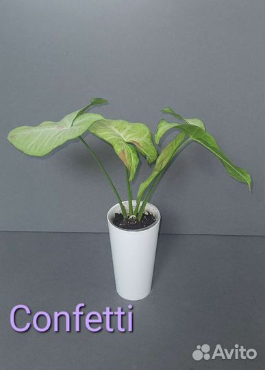 Сингониумы сортовые