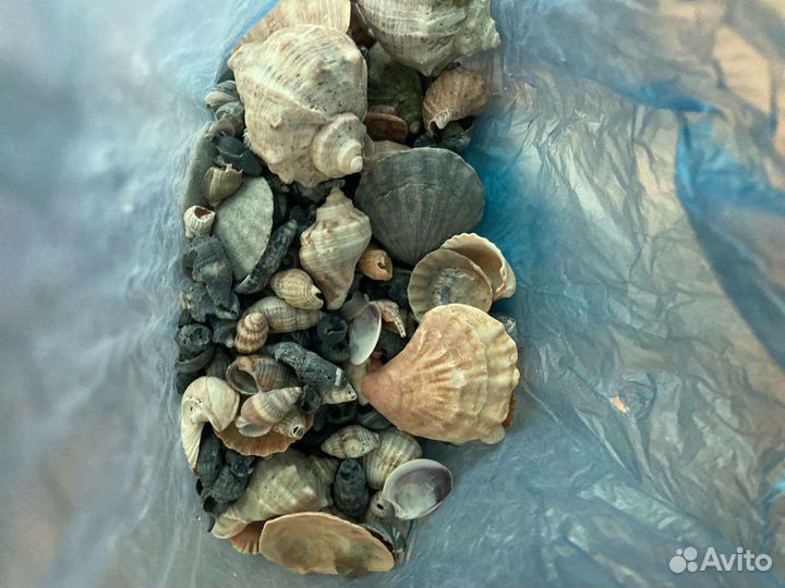Ракушки для творчества набор