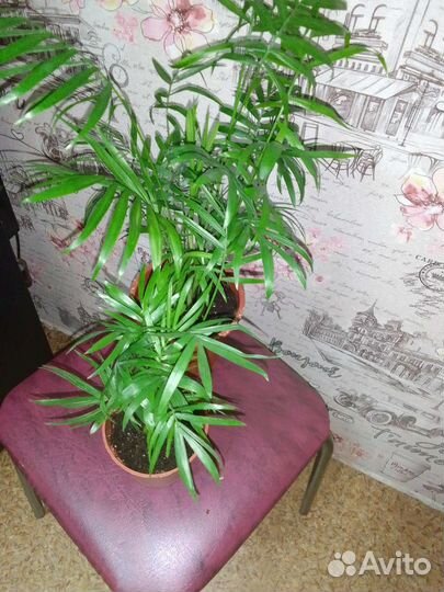 Хамедорея элеганс