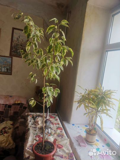 Фикус Бенжамина и Кротон