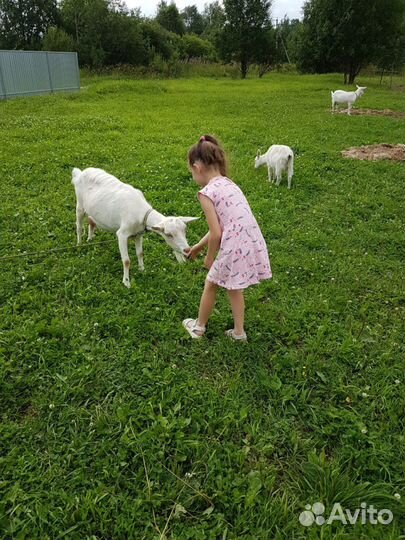 Козье молоко. Сыр и творог из козьего молока. Яйцо