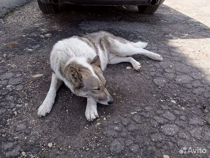 Собака в добрые руки