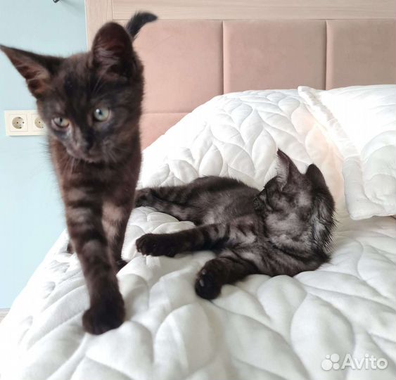 Кошка в дар