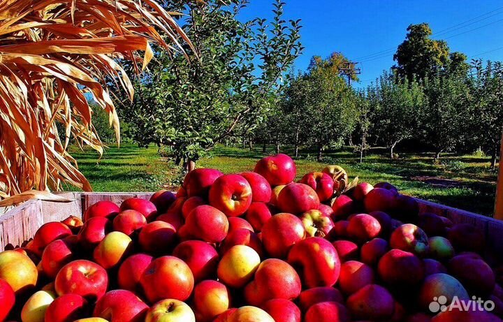 Работник по сборке яблок. Вахта