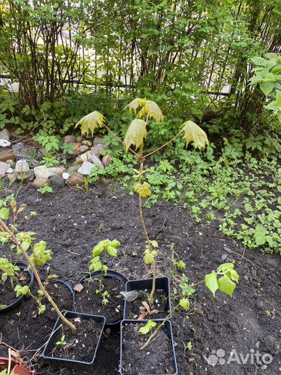 Липа саженцы