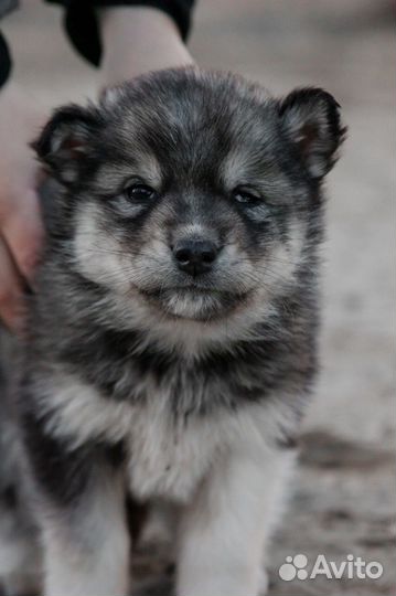 Щенки метисы хаски