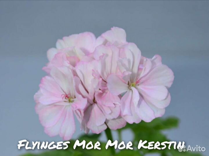 Пеларгонии сортовые часть 3