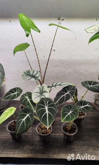 Алоказия : Сильвер Драгон, Блэк Вельвет, Зебрина