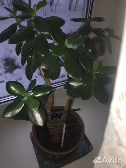 Толстянка денежное дерево