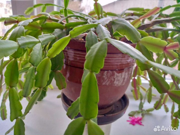 Толокнянка