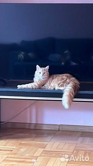 Кошки в добрые руки