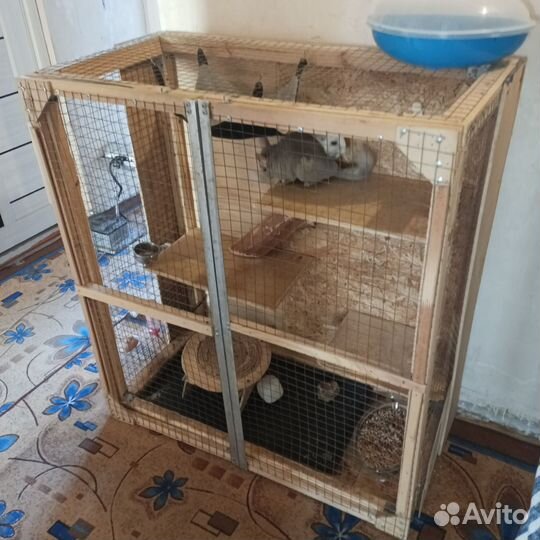 Клетка с шиншиллами